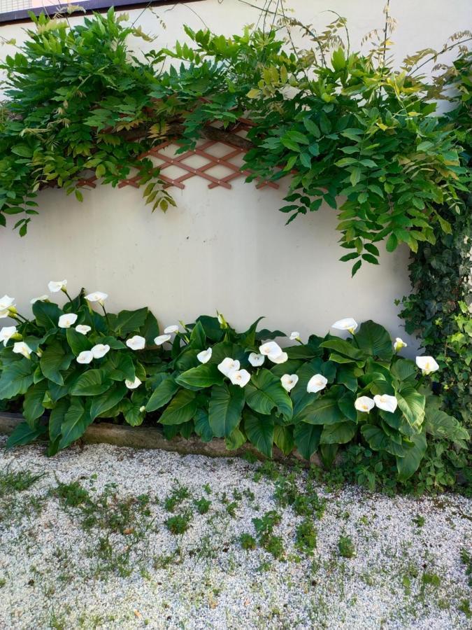 Hotel Goldene Rose Rimini Exterior photo